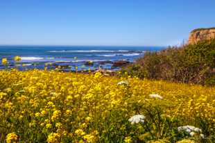 Mate Creek flowers and coastline-2195